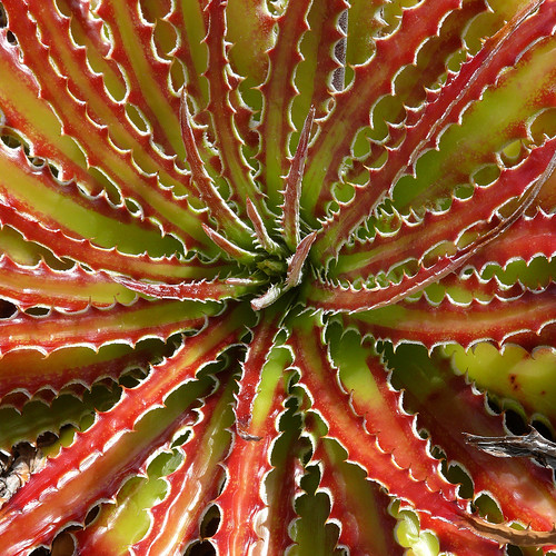 Hechtia texensis #2 by J.G. in S.F.