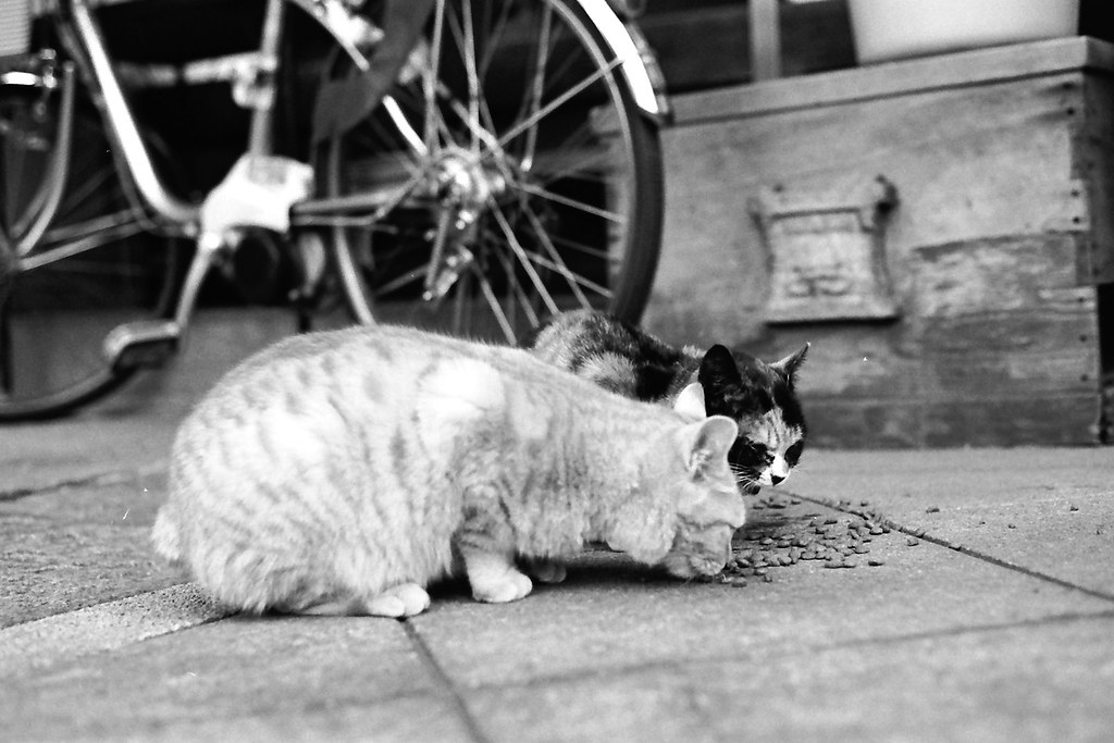 モノクロで撮った二匹の猫 2010/02/06 FM2_044_0029