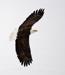 Monona Bay Eagle
