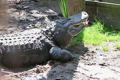 St. Augustine: Alligator Encounter