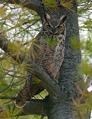 Great Horned Owl Family - UW Campus