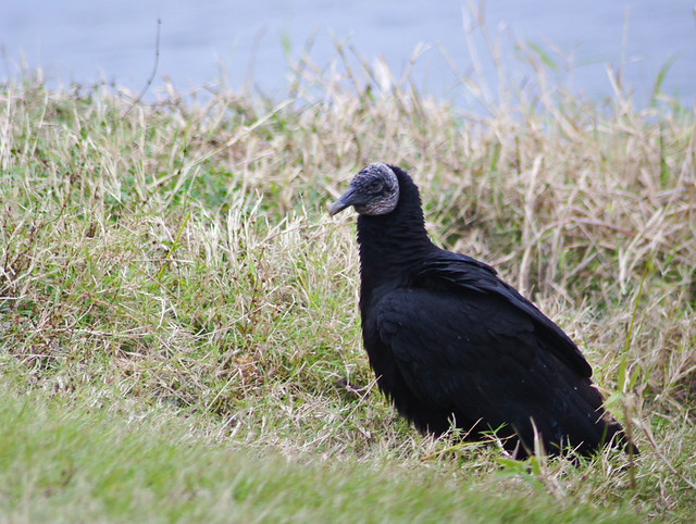 Black
Vulture