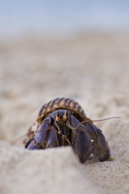 Hermit crabs on the beach at Minna-jima, Okinawa Japan - 13