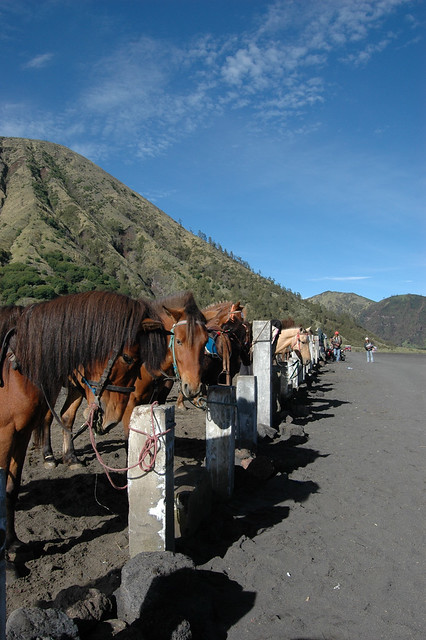 Horses at Bromo