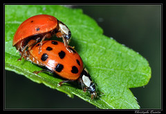 Coleoptera/Coccinellidae
