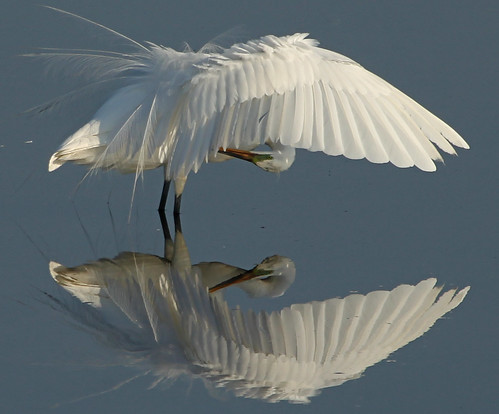 Great Egret (Ardea alba) by auburnxc