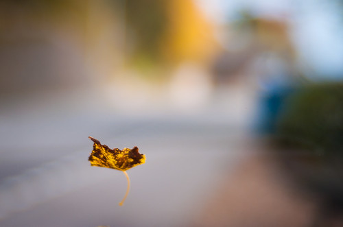 Falling leaves at f/1.7