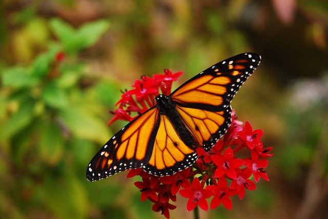 Monarch in the garden
