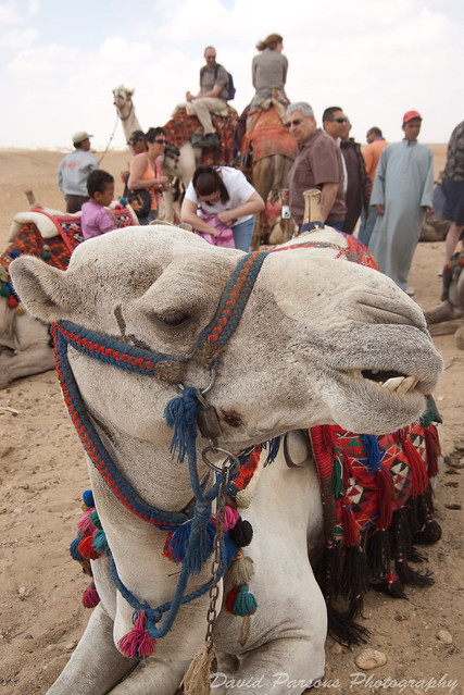 Camel at Giza