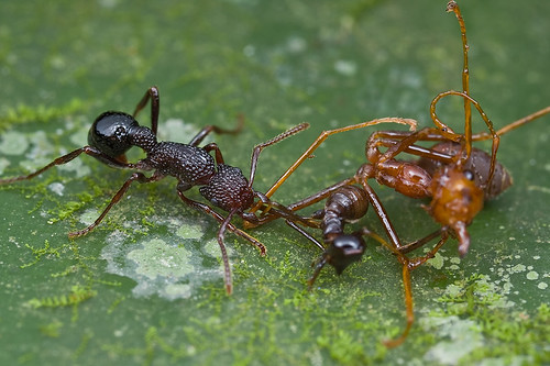 Gnamptogenys sp. ant with food. IMG_7425 copy