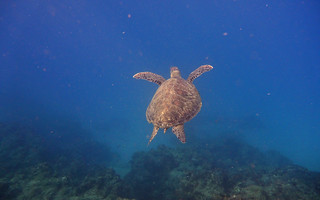 海龜終生都生活在海底。（攝影：潘佳修）