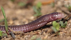 Amphisbaenia - Worm lizards