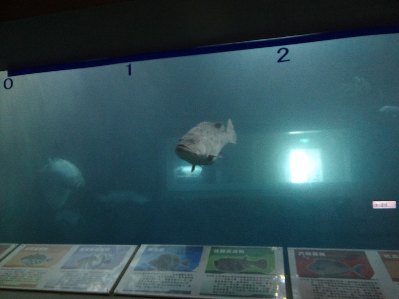 (台東成功)水族生態展示館(小丑魚主題館) (59)