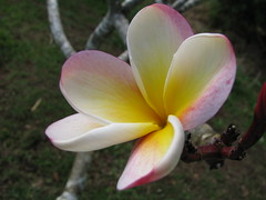 Kauai - Jan 2010