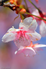 Cherry_blossoms_2010