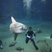 A sunfish and the diver
