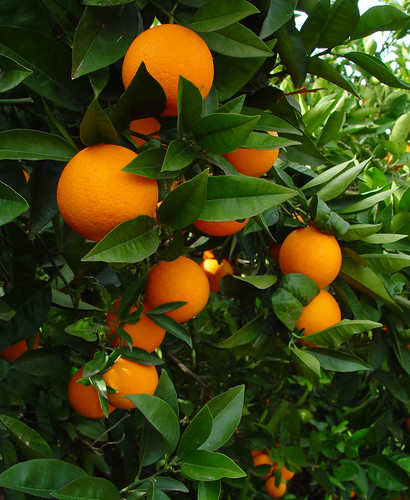 Naranjas Valencianas