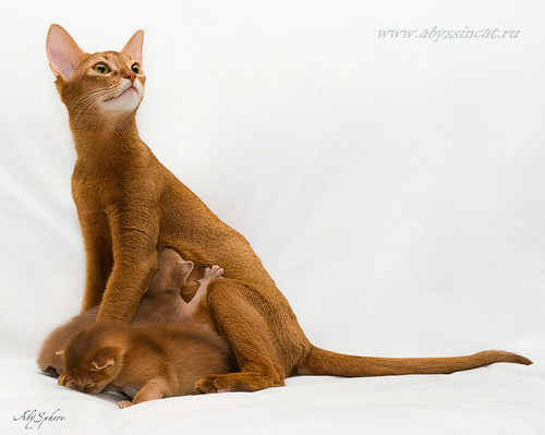 abyssinian cat with kittens