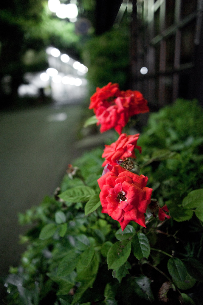狐狸庵の赤い花 2010/05/30 DSC_4242