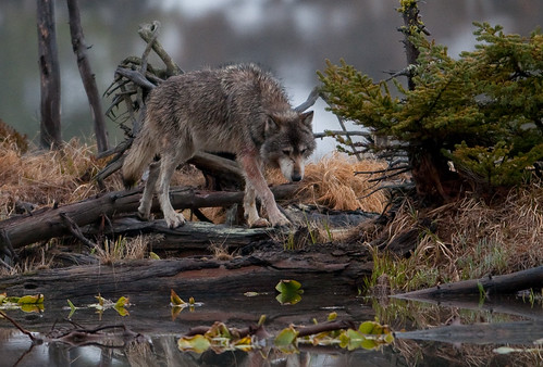 Grey Wolf, Twin Lakes Yellowstone by mapledog