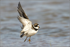 Plover (Semipalmated)