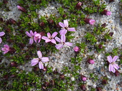 2006-7 Greenland Wildflowers 