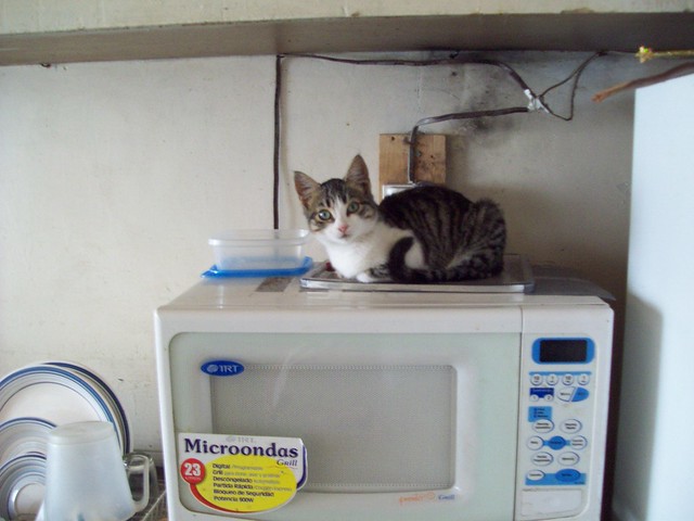 microwave cat