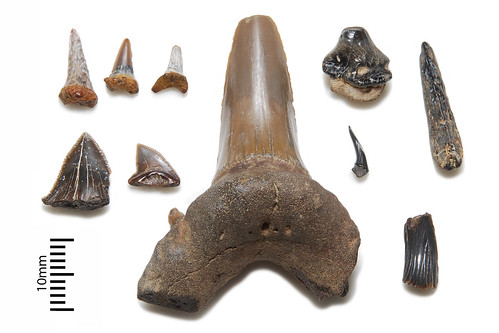 Upper Cretaceous shark teeth