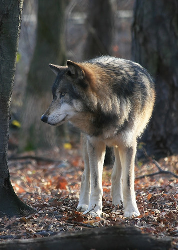 Timber Wolf by dlberek