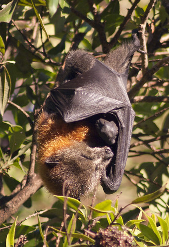 Snoozing bat