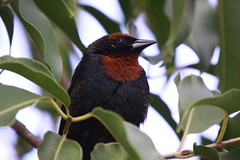 Garibaldi, Dó-ré-mi, Pássaro-do-arroz (Chrysomus ruficapillus) - Chestnut-capped Blackbird