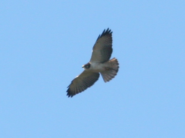 Short-tailed Hawk SOOC Cropped 4-20100108