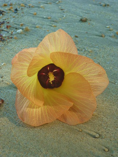 hibiscus flower pictures