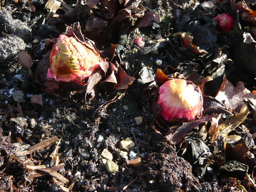Rhubarb buds