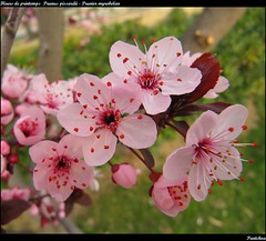 FLOWERS - FRUITS - MACRO