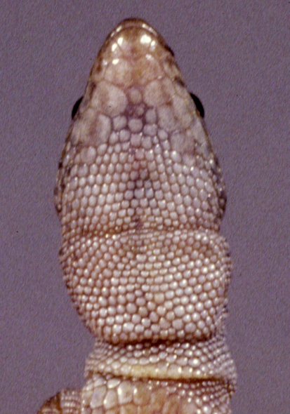 Xantusiidae image