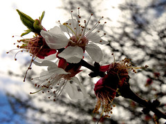 Cherries, Cherry Blossoms, and Bees