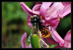 Hymenoptera/Megachilidae