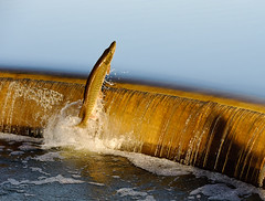 Muskie Jumping Lake Wingra Dam