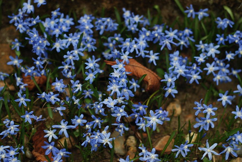 DSC_0288-blue-flowers-joan-and-jess