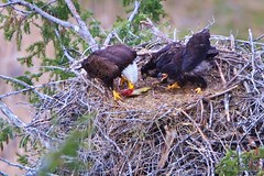 Bald Eagle Nesting Series