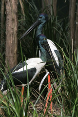 Ciconiidae - Storks