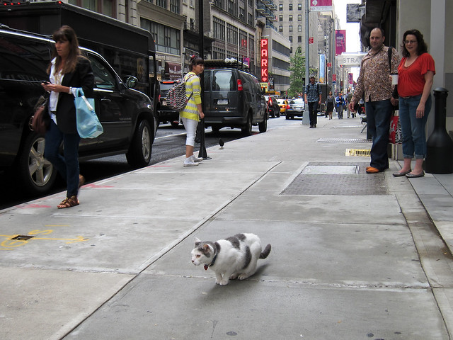 New York Kitty