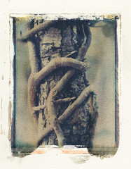 Polaroid image transfer prints