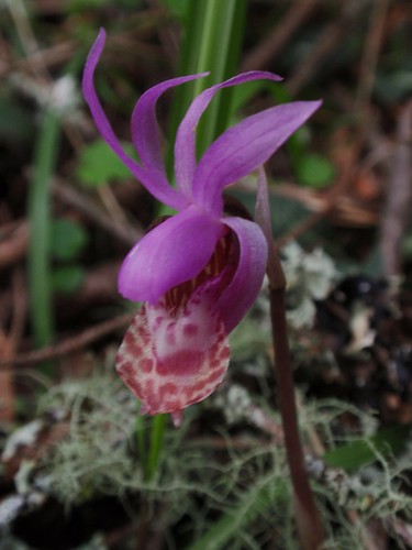 Calypso Orchid 07