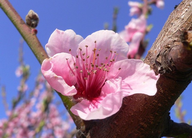 Fiore di pesco (Prunus persica)