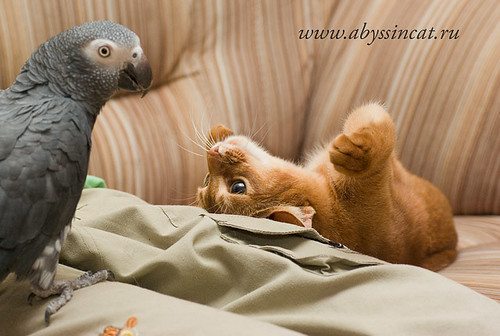 Hands up!..(abyssinian kitten & parrot) by Abysphere