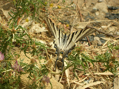 Butterflies and moths of Morocco