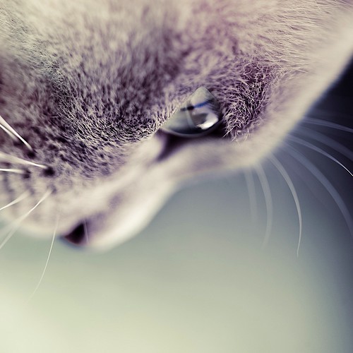 Cat / Animals / Kitten / Photography by ►CubaGallery