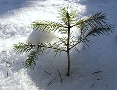 Conifers. - Pines. - Snow.